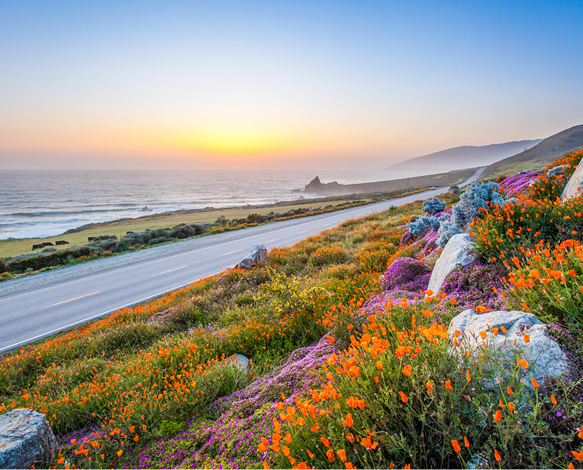 Sunset over coastal road with wildflowers.